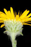 Ccottony goldenaster